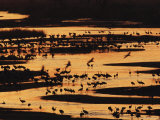 Sandhill Cranes Silhouetted against the Platte River at Sunset Photographic Print