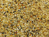 Close View of a Mixture of Seeds for Bird Feed Photographic Print