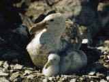 A Giant Petrel and Its Chick Sit in Their Nest Photographic Print by Bill Curtsinger