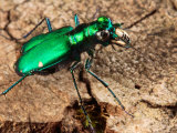 A Six-Spotted Green Tiger Beetle, Cincindela Formosa, Hunting Photographic Print