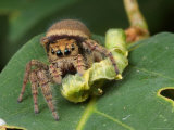 A Jumping Spider, Phidippus Species, Feeding on a Caterpillar Photographie