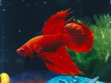 A Red Siamese Fighting Fish in an Aquarium Lámina fotográfica por Jason Edwards A Red Siamese Fighting Fish in an Aquarium Lámina fotográfica por Jason Edwards