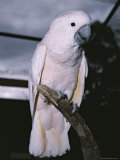 A Close-View of an Endangered Molluccan Cockatoo at the Melbourne Zoo Photographic Print by Jason Edwards