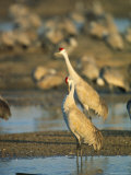 Sandhill Cranes Bask in the Sun in the Platte River Photographic Print