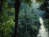 Agung River Cuts Through Desnse Jungle and Palm Trees Photographie