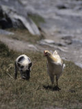 A Pig and Chicken Walk on the Slope of a Hill Photographic Print