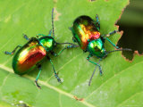 A Dogbane Leaf Beetle, Chryschus Cobaltinus, Eating Dogbane Leaf Photographic Print