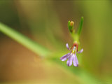 Close View of a Delicate Angled Lobelia Flower Photographic Print by Jason Edwards