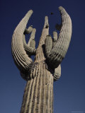 View Looking Up a Saguaro Cactus, Cabeza Prieta National Wildlife Refuge, Sonoran Desert, Arizona Photographic Print by Bates Littlehales