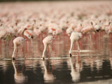 A Flock of Lesser Flamingos Feed in Lake Nakuru (Phoeniconaias Minor) Photographic Print by Roy Toft