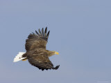 White-Tailed Sea Eagle Soaring in Blue Sky (Haliaeetus Albicilla) Photographic Print