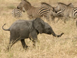 A Baby African Elephant Trots Past a Zebra Herd (Loxodonta Africana) Photographie