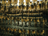 A Display of Squid for Sale Photographic Print