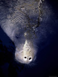 The Face of a Manatee in the Wild in the Homosassa River Photographic Print by Stephen St. John