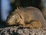 Marine Iguana Basks in the Sun, Galapagos Islands Photographic Print