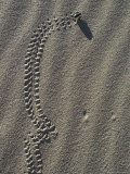 Circus Beetle Leaves Tracks in the Sand, Death Valley National Monument, California Photographic Print