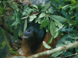 Orangutan During a Rain Shower, Gunung Palung National Park, Borneo Island Lámina fotográfica Orangutan During a Rain Shower, Gunung Palung National Park, Borneo Island Lámina fotográfica