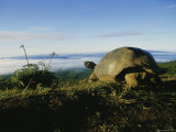 Giant Galapagos Tortoise near the Rim of the Alcedo Volcano, Galapagos Islands Photographic Print by Sam Abell