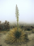 Flowering Yucca Plant, Mojave Desert, Southern California Fotografisk trykk av Sam Abell Flowering Yucca Plant, Mojave Desert, Southern California Fotografisk trykk av Sam Abell