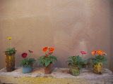 Gerbera Daisies in Cans Photographic Print by Raul Touzon