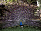 A Peacock Spreads It's Tail in a Display of Colorful Plummage Photographic Print