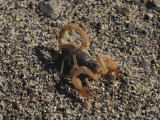 Scorpion Flexing its Stinger, Death Valley National Monument, California Photographic Print