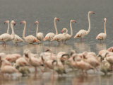 A Flock of Greater Flamingos Wading in a Lake (Phoenicopterus Ruber) Photographic Print by Roy Toft