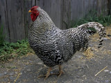 A Vibrant Rooster of the Dominique Breed Struts Through the Barnyard Photographic Print by Stephen St. John