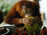 Orangutan Eats at a Table in Singapore Lámina fotográfica Orangutan Eats at a Table in Singapore Lámina fotográfica