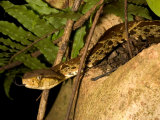Fer-De-Lance (Bothrops Asper) Pit Viper on Rock with Tongue Out Photographic Print by Roy Toft