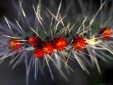 Close-up of Cactus Flowers Amidst Cactus Needles Stampa fotografica Close-up of Cactus Flowers Amidst Cactus Needles Stampa fotografica