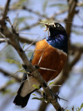 A Superb Starling with a Grasshopper in Its Mouth (Lamprotornis Superbus) Photographie par Roy Toft
