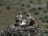 Mother and Father Ferruginous Hawk Sit in Their Nest near the Snake River, Idaho Photographic Print