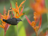 Bananaquit (Coereba Flaveola) Perched on Orange Heliconia Flower Photographic Print