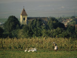 Old Peasant Woman with Her Flock of Geese, Czechoslovakia Photographic Print