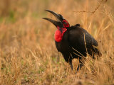 A Southern Ground Hornbill with Its Mouth Open Wide (Bucorvus Caffer) Photographic Print
