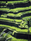 Terraced Rice Fields on Bali Island, Indonesia Photographie