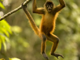 Spider Monkey (Ateles Geoffroyi) Hangs in Tree with Mouth Wide Open Lámina fotográfica