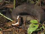 Close-Up of a Cottonmouth, Atchafalaya National Wildlife Refuge, Louisiana Photographic Print