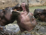 Two Hippopotamuses Fighting in a River (Hippopotamus Amphibius) Lámina fotográfica Two Hippopotamuses Fighting in a River (Hippopotamus Amphibius) Lámina fotográfica