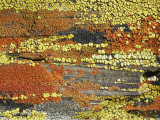 Merced Falls Lichen Fields, California Photographie