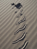 Sidewinder Rattlesnake Leaves Tracks in the Sand, Death Valley, California Photographic Print by Paul Chesley