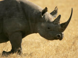 Black Rhino (Diceros Bicornis) Walking in Grassy Field Photographic Print