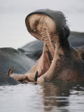 Yawning Hippopotamus, Queen Elizabeth National Park, Uganda Lámina fotográfica Yawning Hippopotamus, Queen Elizabeth National Park, Uganda Lámina fotográfica