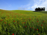 Poppies in a Wheatfield Photographie