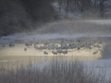 Japanese Red-Crowned Cranes at Sunrise in Winter (Grus Japonensis) Photographic Print