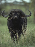 Yellow-Billed Oxpeckers Perched on the Back of a Cape Buffalo, Kidepo Valley National Park, Uganda Photographic Print