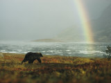 Alaskan Brown Bear and Rainbow near Nonvianuk Lake in Katmai National Park, Alaska Photographic Print by George F. Mobley