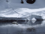 Trumpeter Swan Glides Past Snowy Banks of the Yellowstone River Photographic Print