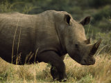 White Rhinoceros, Ubizane Game Park, South Africa Photographic Print